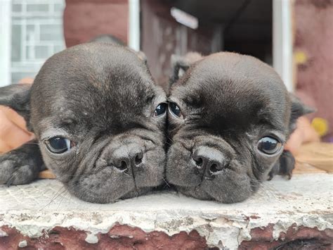 Baguio/Benguet Pet breeders .